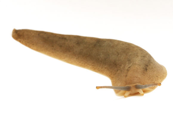 Veronicella sloanei semiadult
